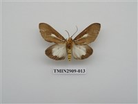 藏品(圓端擬燈蛾)的圖片